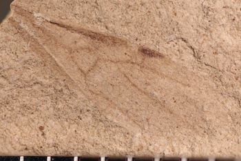 Media type: image;   Entomology PALE-14113